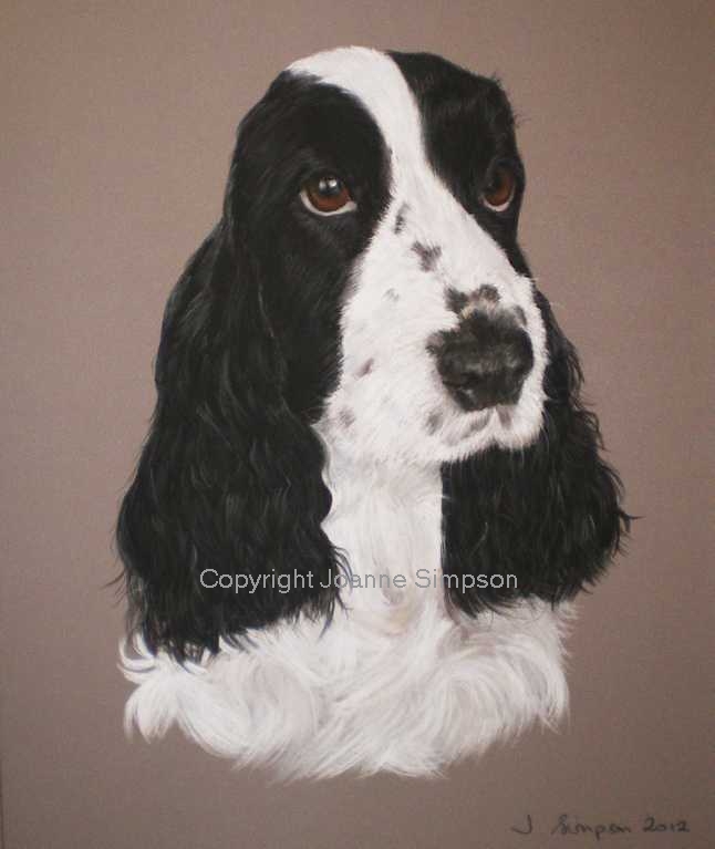 English Cocker Spaniel pet portrait by Joanne Simpson.